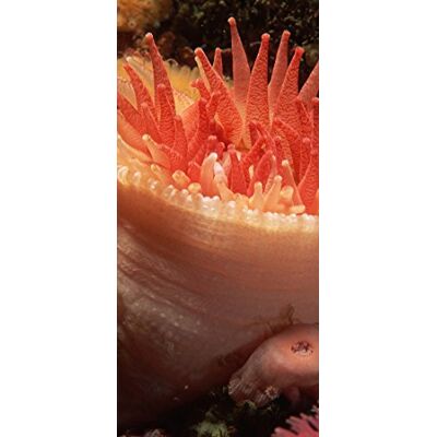 PeelitStickit Underwater, Undersea Wall Murals, ID-131, vinyl PeelitStickit Underwater, Undersea Wall Murals, ID-131, vinyl
