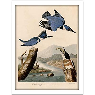 Artery8 Audubon Birds America Belted Kingfisher Artwork Framed Wall Art Print 18X24 Inch Artery8 Audubon Birds America Belted Kingfisher Artwork Framed Wall Art Print 18X24 Inch