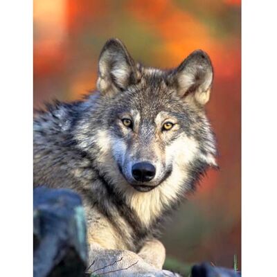 Wee Blue Coo Nature Animal Wolf Grey Canine Hunter Predator Art Print Poster Wall Decor 12X16 Inch Wee Blue Coo Nature Animal Wolf Grey Canine Hunter Predator Art Print Poster Wall Decor 12X16 Inch