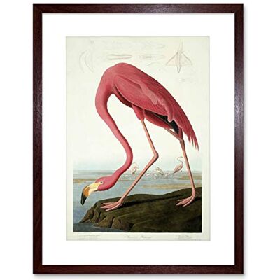Wee Blue Coo Painting Nature Audubon American Flamingo Picture Framed Wall Art Print Wee Blue Coo Painting Nature Audubon American Flamingo Picture Framed Wall Art Print