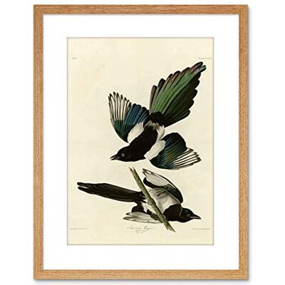 Wee Blue Coo Painting Book Page Birds America Audubon American Magpie Framed Wall Art Print Wee Blue Coo Painting Book Page Birds America Audubon American Magpie Framed Wall Art Print