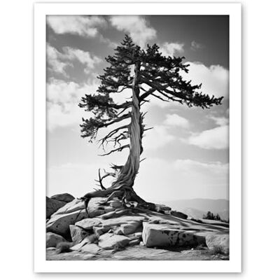 Artery8 Weathered Jeffrey Pine Standing on a Rocky Hill Black and White Photograph Lone Tree Artwork Framed Wall Art Print 18X24 Inch Artery8 Weathered Jeffrey Pine Standing on a Rocky Hill Black and White Photograph Lone Tree Artwork Framed Wall Art Print 18X24 Inch