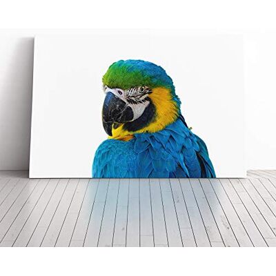 Big Box Art Blue Parrot Canvas Print Gallery Wrapped 30mm Frame Wall Art 20x14 inches Ready to Hang Modern Animals Picture Living Room Bedroom Lounge Office Big Box Art Blue Parrot Canvas Print Gallery Wrapped 30mm Frame Wall Art 20x14 inches Ready to Hang Modern Animals Picture Living Room Bedroom Lounge Office