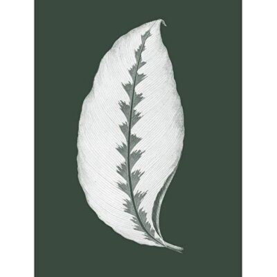 Wee Blue Coo Botanics Hunter Green Jungle Leaf Large Wall Art Print Canvas Premium Poster Wee Blue Coo Botanics Hunter Green Jungle Leaf Large Wall Art Print Canvas Premium Poster
