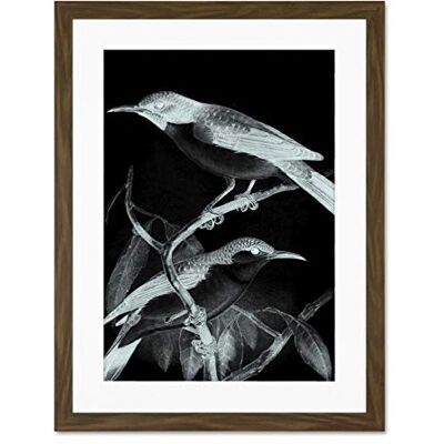 Wee Blue Coo Birds Illustration Night Large Framed Art Print Wall Poster 18x24 inch Wee Blue Coo Birds Illustration Night Large Framed Art Print Wall Poster 18x24 inch