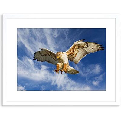Wee Blue Coo PHOTO NATURE BIRD PREY EAGLE HUNTING ATTACK FRAMED PRINT F97X3252 Wee Blue Coo PHOTO NATURE BIRD PREY EAGLE HUNTING ATTACK FRAMED PRINT F97X3252