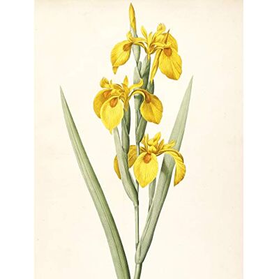 Artery8 Redoute Yellow Sweet Flag Iris Flower Illustration Premium Wall Art Canvas Print 18X24 Inch Artery8 Redoute Yellow Sweet Flag Iris Flower Illustration Premium Wall Art Canvas Print 18X24 Inch