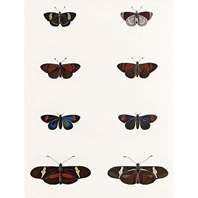 Wee Blue Coo Nature Study Humboldt Butterflies Dark Unframed Wall Art Print Poster Home Decor Premium Wee Blue Coo Nature Study Humboldt Butterflies Dark Unframed Wall Art Print Poster Home Decor Premium