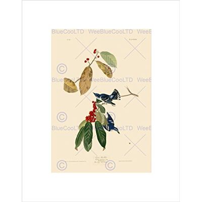 Wee Blue Coo PAINTING BOOK PAGE BIRDS AMERICA AUDUBON AZURE WARBLER FRAMED ART PRINT B12X3810 Wee Blue Coo PAINTING BOOK PAGE BIRDS AMERICA AUDUBON AZURE WARBLER FRAMED ART PRINT B12X3810