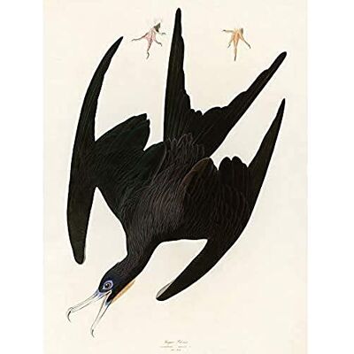 Artery8 Audubon Birds Frigate Pelican Painting Art Print Canvas Premium Wall Decor Poster Mural Artery8 Audubon Birds Frigate Pelican Painting Art Print Canvas Premium Wall Decor Poster Mural