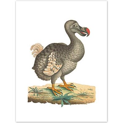 Fine Art Prints Bird Dodo Vintage Illustration Art Print Canvas Premium Wall Decor Poster,Multi-color,16 x 12 inches Fine Art Prints Bird Dodo Vintage Illustration Art Print Canvas Premium Wall Decor Poster,Multi-color,16 x 12 inches