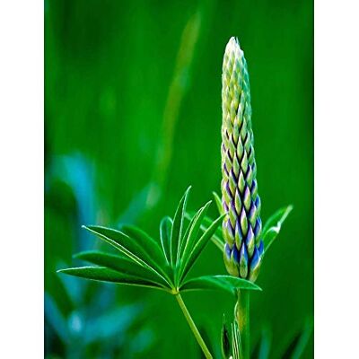 Wee Blue Coo Photo Plant Nature Flower Bud Lupin Green Leaf Beautiful Art Print Poster Wall Decor 12X16 Inch Wee Blue Coo Photo Plant Nature Flower Bud Lupin Green Leaf Beautiful Art Print Poster Wall Decor 12X16 Inch