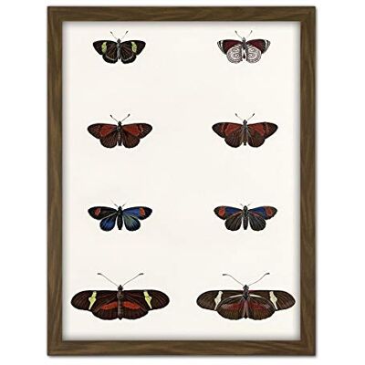 Wee Blue Coo Nature Study Humboldt Butterflies Dark Artwork Framed Wall Art Print 18X24 Inch Wee Blue Coo Nature Study Humboldt Butterflies Dark Artwork Framed Wall Art Print 18X24 Inch