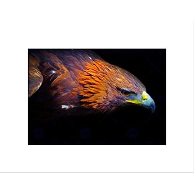 Wee Blue Coo NATURE GOLDEN EAGLE BIRD PREY COOL BLACK FRAME FRAMED ART PRINT PICTURE B12X4137 Wee Blue Coo NATURE GOLDEN EAGLE BIRD PREY COOL BLACK FRAME FRAMED ART PRINT PICTURE B12X4137