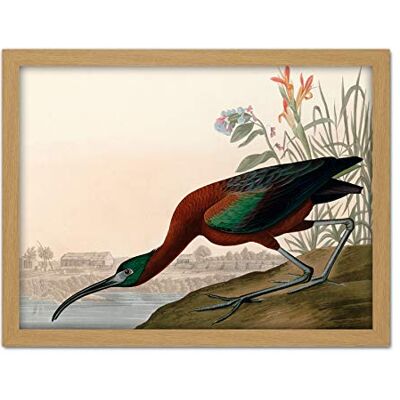 Artery8 Audubon Birds Glossy Ibis Painting Artwork Framed Wall Art Print 18X24 Inch Artery8 Audubon Birds Glossy Ibis Painting Artwork Framed Wall Art Print 18X24 Inch