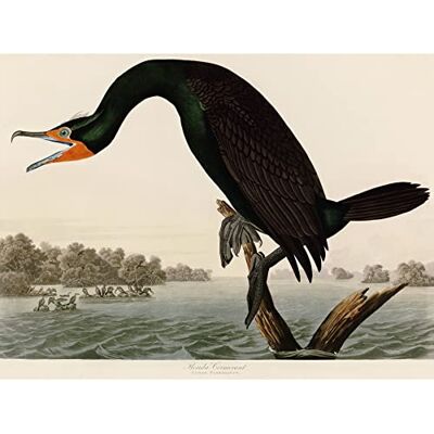 Artery8 Audubon Birds Florida Cormorant Painting Large XL Wall Art Canvas Print Artery8 Audubon Birds Florida Cormorant Painting Large XL Wall Art Canvas Print