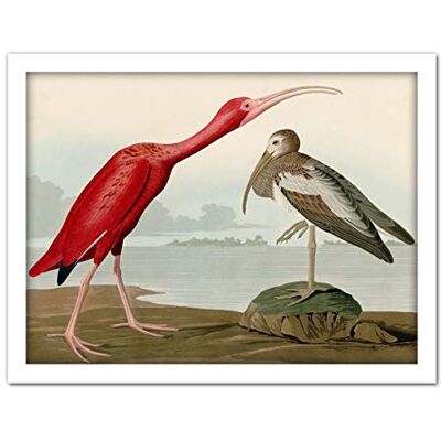 Artery8 Audubon Birds Scarlet Ibis Painting Artwork Framed Wall Art Print 18X24 Inch Artery8 Audubon Birds Scarlet Ibis Painting Artwork Framed Wall Art Print 18X24 Inch