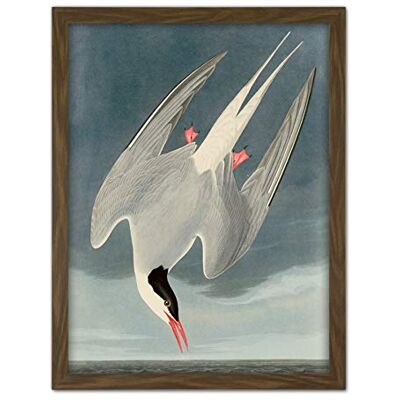 Artery8 Audubon Birds America Arctic Tern Artwork Framed Wall Art Print 18X24 Inch Artery8 Audubon Birds America Arctic Tern Artwork Framed Wall Art Print 18X24 Inch