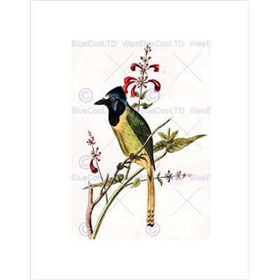 Wee Blue Coo PAINTING BOOK PAGE BIRDS CASSIN MEXICAN JAY BLACK FRAMED ART PRINT B12X12869 Wee Blue Coo PAINTING BOOK PAGE BIRDS CASSIN MEXICAN JAY BLACK FRAMED ART PRINT B12X12869