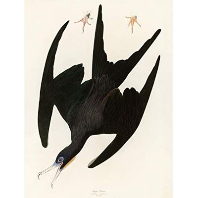 Artery8 Audubon Birds Frigate Pelican Painting Premium Wall Art Canvas Print 18X24 Inch Artery8 Audubon Birds Frigate Pelican Painting Premium Wall Art Canvas Print 18X24 Inch