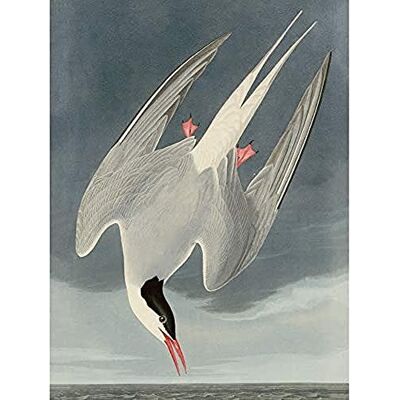 Artery8 Audubon Birds America Arctic Tern Art Print Canvas Premium Wall Decor Poster Mural Artery8 Audubon Birds America Arctic Tern Art Print Canvas Premium Wall Decor Poster Mural