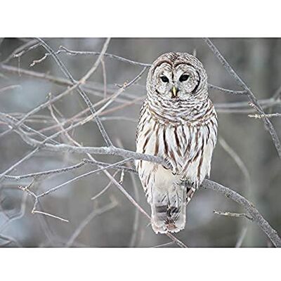 Fine Art Prints Mdf Barred Owl Bird Tree Nature Photo Unframed Wall Art Print Poster Home Decor Premium Fine Art Prints Mdf Barred Owl Bird Tree Nature Photo Unframed Wall Art Print Poster Home Decor Premium