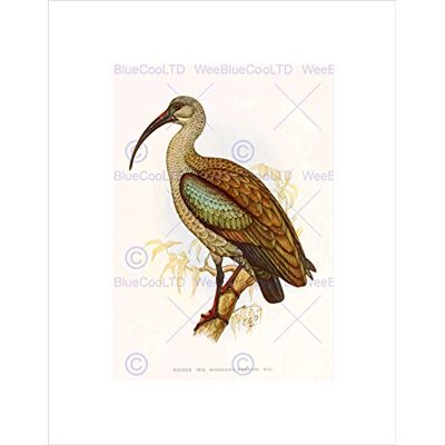 Wee Blue Coo Painting Birds South Africa Horsbrugh Hadada Ibis Wall Art Print Wee Blue Coo Painting Birds South Africa Horsbrugh Hadada Ibis Wall Art Print