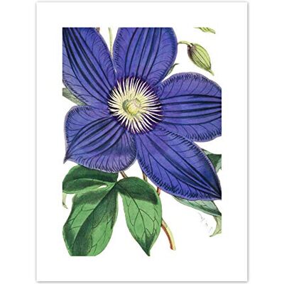 Fine Art Prints Big Purple Clematis Flower Art Print Canvas Premium Wall Decor Poster Fine Art Prints Big Purple Clematis Flower Art Print Canvas Premium Wall Decor Poster