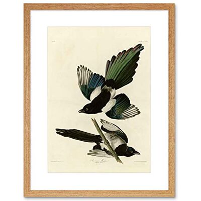 Wee Blue Coo Painting Book Page Birds America Audubon American Magpie Framed Wall Art Print Wee Blue Coo Painting Book Page Birds America Audubon American Magpie Framed Wall Art Print