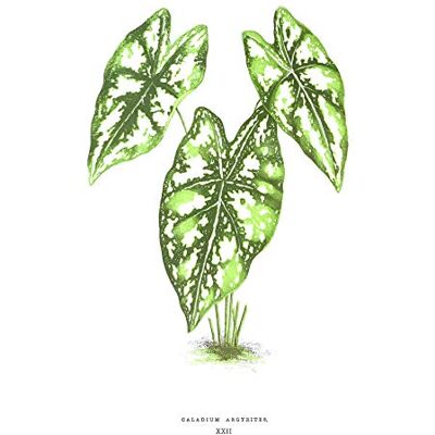 Fine Art Prints Leaf Caladium Argyrites Art Print Canvas Premium Wall Decor Poster Fine Art Prints Leaf Caladium Argyrites Art Print Canvas Premium Wall Decor Poster