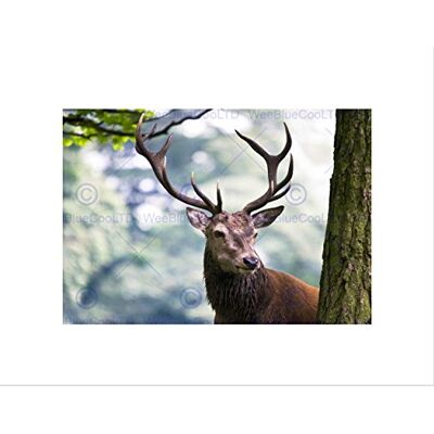 Wee Blue Coo PHOTOGRAPH NATURE ANIMAL PORTRAIT DEER STAG ANTLER FRAMED ART PRINT B12X13672 Wee Blue Coo PHOTOGRAPH NATURE ANIMAL PORTRAIT DEER STAG ANTLER FRAMED ART PRINT B12X13672