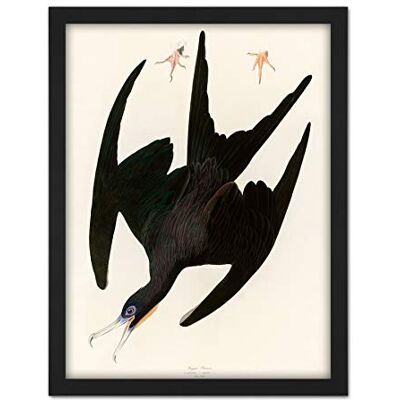 Artery8 Audubon Birds Frigate Pelican Painting Artwork Framed Wall Art Print 18X24 Inch Artery8 Audubon Birds Frigate Pelican Painting Artwork Framed Wall Art Print 18X24 Inch