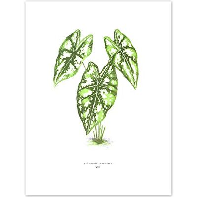 Fine Art Prints Leaf Caladium Argyrites Art Print Canvas Premium Wall Decor Poster Fine Art Prints Leaf Caladium Argyrites Art Print Canvas Premium Wall Decor Poster