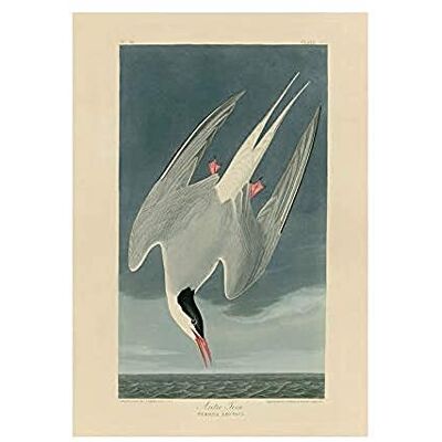 Wee Blue Coo Painting Book Page Birds America Audubon Arctic Tern Wall Art Print Wee Blue Coo Painting Book Page Birds America Audubon Arctic Tern Wall Art Print