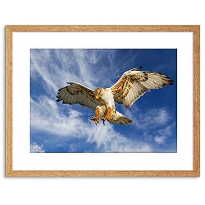 Wee Blue Coo PHOTO NATURE BIRD PREY EAGLE HUNTING ATTACK FRAMED PRINT F97X3252 Wee Blue Coo PHOTO NATURE BIRD PREY EAGLE HUNTING ATTACK FRAMED PRINT F97X3252
