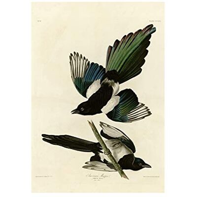 Wee Blue Coo Painting Book Page Birds America Audubon American Magpie Wall Art Print Wee Blue Coo Painting Book Page Birds America Audubon American Magpie Wall Art Print