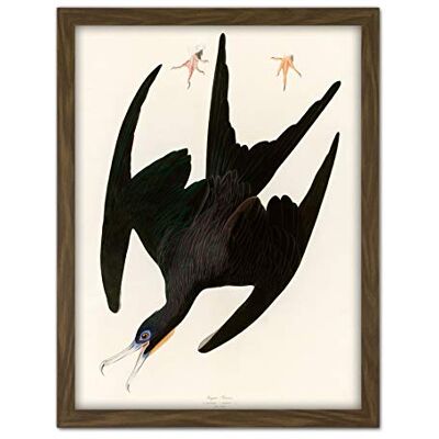 Artery8 Audubon Birds Frigate Pelican Painting Artwork Framed Wall Art Print 18X24 Inch Artery8 Audubon Birds Frigate Pelican Painting Artwork Framed Wall Art Print 18X24 Inch
