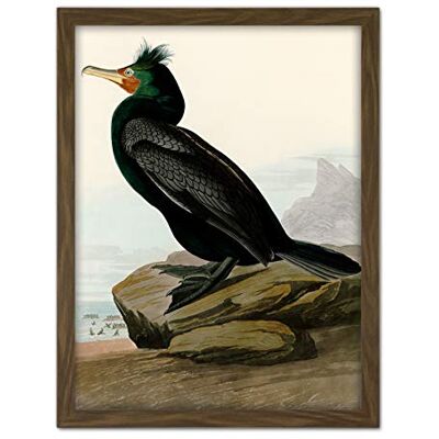 Artery8 Audubon Birds Double Crest Cormorant Painting Artwork Framed Wall Art Print 18X24 Inch Artery8 Audubon Birds Double Crest Cormorant Painting Artwork Framed Wall Art Print 18X24 Inch