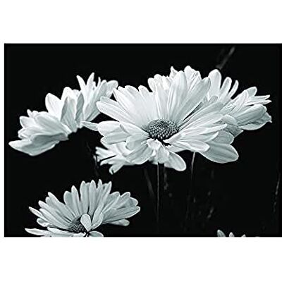 Wee Blue Coo Nature Flowers Daisy Black White Wall Art Print Wee Blue Coo Nature Flowers Daisy Black White Wall Art Print