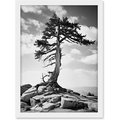 Artery8 Weathered Jeffrey Pine Standing on a Rocky Hill Black and White Photograph Lone Tree Artwork Framed A3 Wall Art Print Artery8 Weathered Jeffrey Pine Standing on a Rocky Hill Black and White Photograph Lone Tree Artwork Framed A3 Wall Art Print