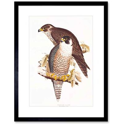 Wee Blue Coo PAINTING BIRDS GOULD LEAR PEREGRINE FALCON PAIR FRAMED ART PRINT B12X12811 Wee Blue Coo PAINTING BIRDS GOULD LEAR PEREGRINE FALCON PAIR FRAMED ART PRINT B12X12811