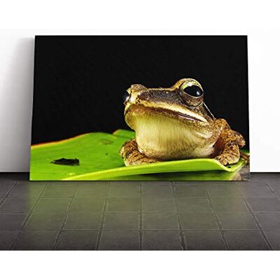 Big Box Art Frog Vol.3 Canvas Print Gallery Wrapped 30mm Frame Wall Art 20x14 inches Ready to Hang Modern Animals Picture Living Room Bedroom Lounge Office Big Box Art Frog Vol.3 Canvas Print Gallery Wrapped 30mm Frame Wall Art 20x14 inches Ready to Hang Modern Animals Picture Living Room Bedroom Lounge Office