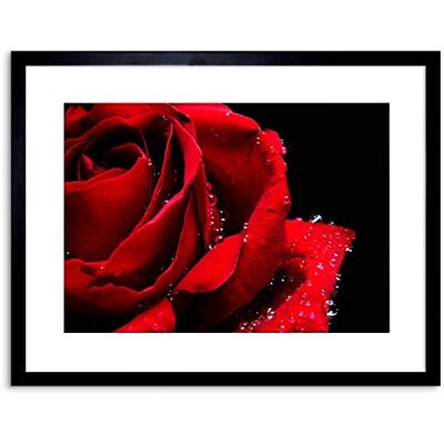 The Art Stop Wee Blue Coo PHOTO NATURE PLANT FLOWER ROSE RED ROMANTIC HOME FRAMED PRINT F97X4248 The Art Stop Wee Blue Coo PHOTO NATURE PLANT FLOWER ROSE RED ROMANTIC HOME FRAMED PRINT F97X4248