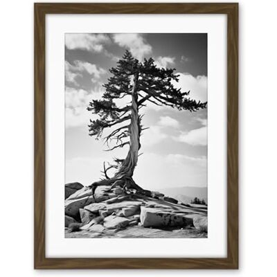 Artery8 Weathered Jeffrey Pine Standing on a Rocky Hill Black and White Photograph Lone Tree Artwork Framed Wall Art Print 18X24 Inch Artery8 Weathered Jeffrey Pine Standing on a Rocky Hill Black and White Photograph Lone Tree Artwork Framed Wall Art Print 18X24 Inch
