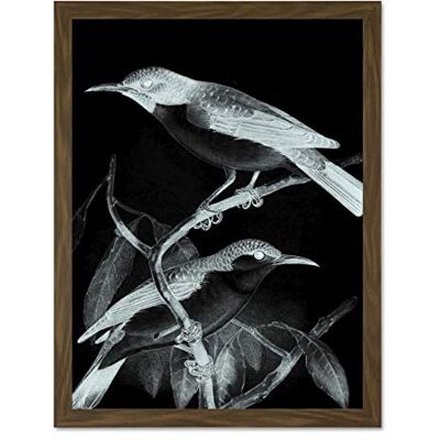 Wee Blue Coo Birds Illustration Night Large Framed Art Print Wall Poster 18x24 inch Wee Blue Coo Birds Illustration Night Large Framed Art Print Wall Poster 18x24 inch