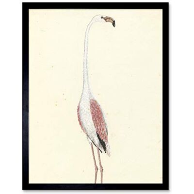 Artery8 Gordon Greater Flamingo Bird Nature Drawing Art Print Framed Poster Wall Decor 12x16 inch Artery8 Gordon Greater Flamingo Bird Nature Drawing Art Print Framed Poster Wall Decor 12x16 inch