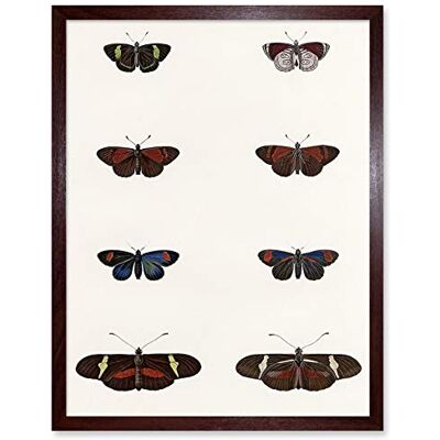 Wee Blue Coo Nature Study Humboldt Butterflies Dark Art Print Framed Poster Wall Decor 12x16 inch Wee Blue Coo Nature Study Humboldt Butterflies Dark Art Print Framed Poster Wall Decor 12x16 inch