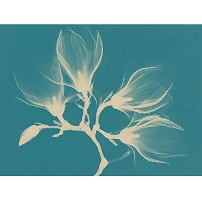 Fine Art Prints Magnolia Branch Xray Blue Large Wall Art Print Canvas Premium Poster Fine Art Prints Magnolia Branch Xray Blue Large Wall Art Print Canvas Premium Poster