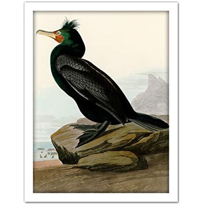 Artery8 Audubon Birds Double Crest Cormorant Painting Artwork Framed Wall Art Print 18X24 Inch Artery8 Audubon Birds Double Crest Cormorant Painting Artwork Framed Wall Art Print 18X24 Inch