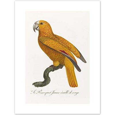 Fine Art Prints Orange Bird Vintage Illustration Art Print Canvas Premium Wall Decor Poster Fine Art Prints Orange Bird Vintage Illustration Art Print Canvas Premium Wall Decor Poster